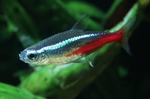 Neon Tetra: Complete Care Guide For Beginners